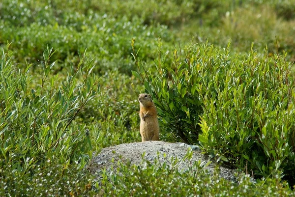 Marmota em uma grama — Fotografia de Stock