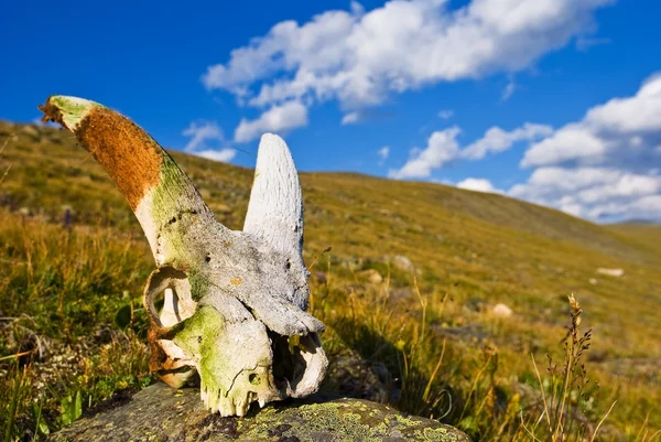 草の山羊の頭蓋骨 — ストック写真