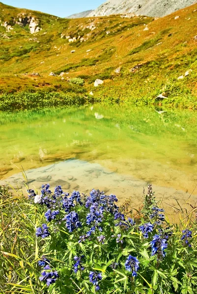 Summer flowers in a mountains — Stock Photo, Image