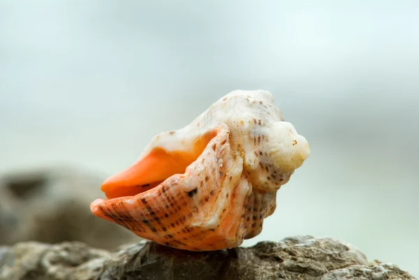 海洋贝壳 — 图库照片