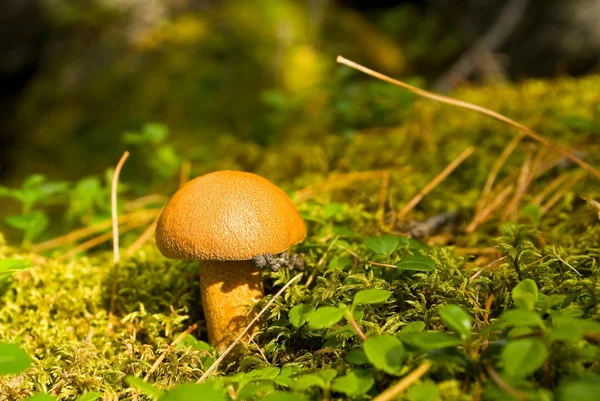 Champignon dans une forêt — Photo
