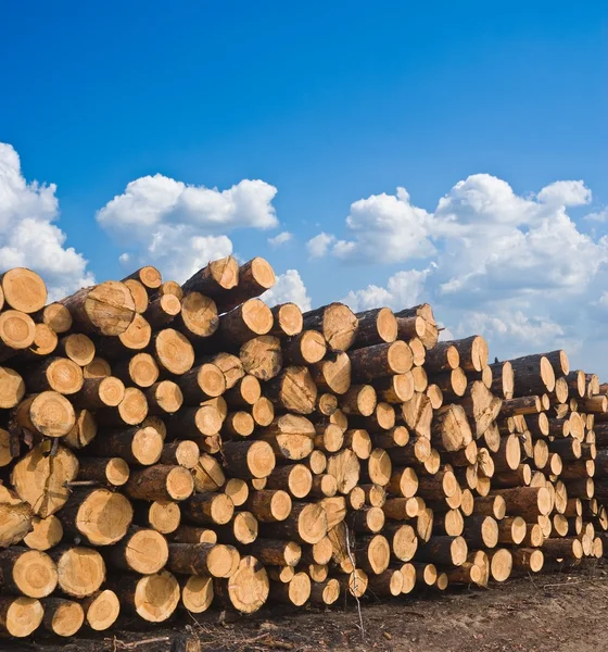 stock image Huge pile of pine tree barrels