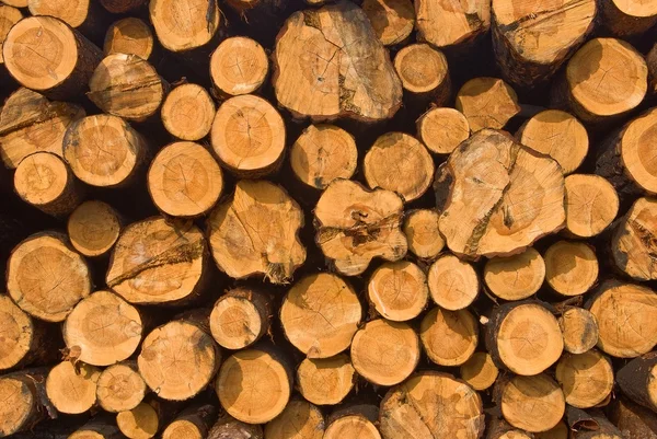 Woodpile as a background — Stock Photo, Image