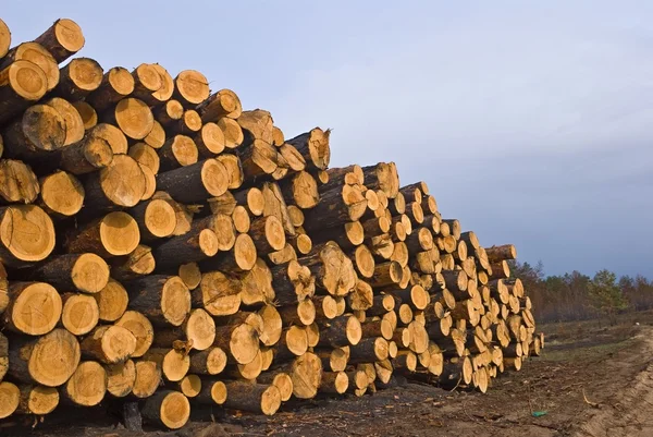 Stock image Heap of pine barrel in a forest