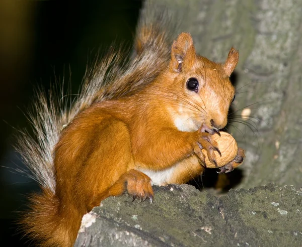 Squirrel on a tree eating nut — Stock Photo, Image