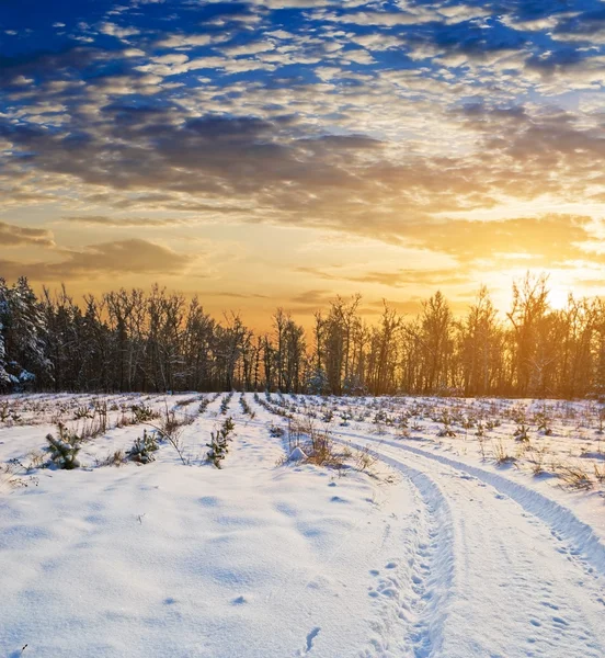 Winter plain at the evening — Stock Photo, Image