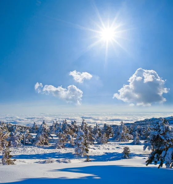 Solfylt vinterdag – stockfoto