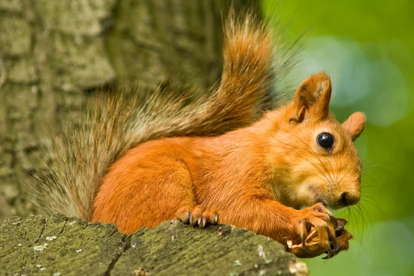 Red squirrel on a tree gnawing nut — Stock Photo, Image