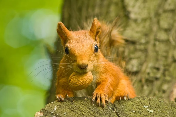 Red squirrel with nut in a mouth — Stock Photo, Image