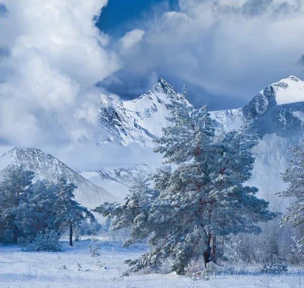 Forêt hivernale dans une vallée de montagne — Photo