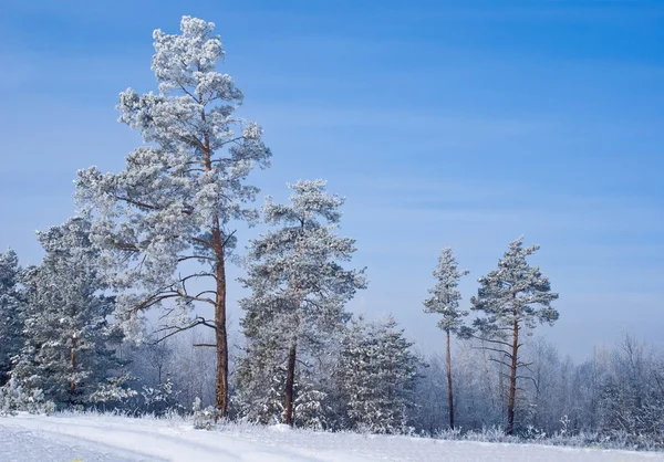 Zimní borový les — Stock fotografie