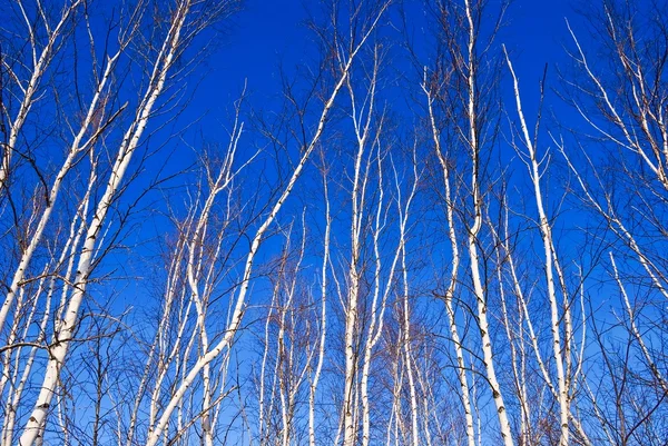 蓝蓝的天空背景上的细长的白桦树 — 图库照片