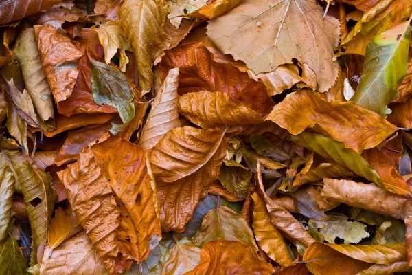 Suchą jesień liście tło — Zdjęcie stockowe