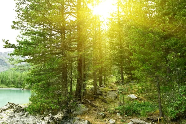 Trä i en strålar från solen — Stockfoto