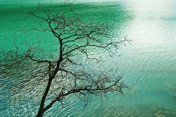 Árbol sobre un lago esmeralda — Foto de Stock