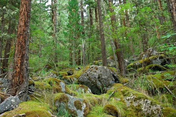Foresta nebbiosa verde — Foto Stock