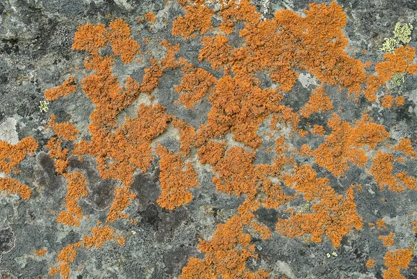 Moss zemin üzerine bir stone — Stok fotoğraf