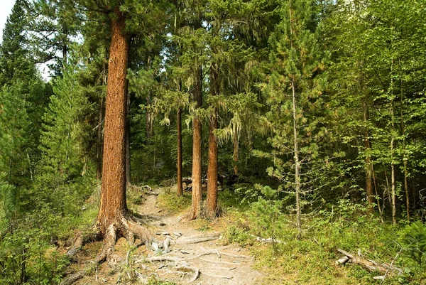 Tajga lasu — Zdjęcie stockowe