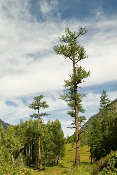 Great cedar — Stock Photo, Image