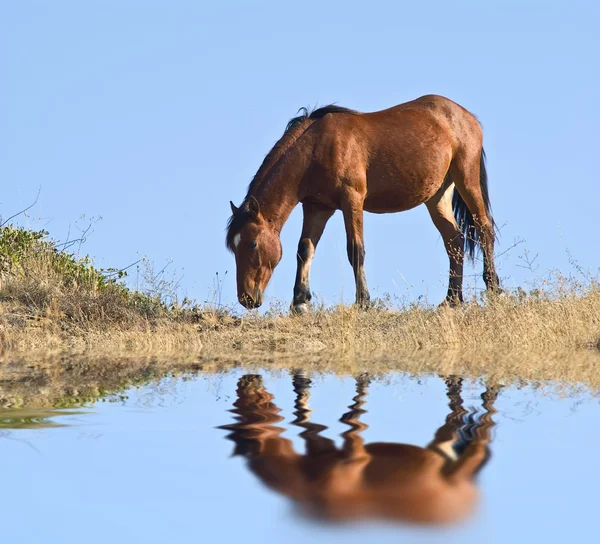 Koně u jezera — Stock fotografie