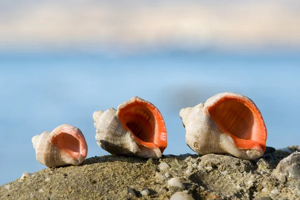 三个海洋贝壳的石头上 — 图库照片