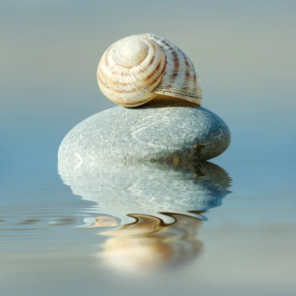 Concha sobre una piedra reflejada en el agua — Foto de Stock