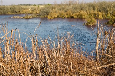 Reed bir göl kenarı