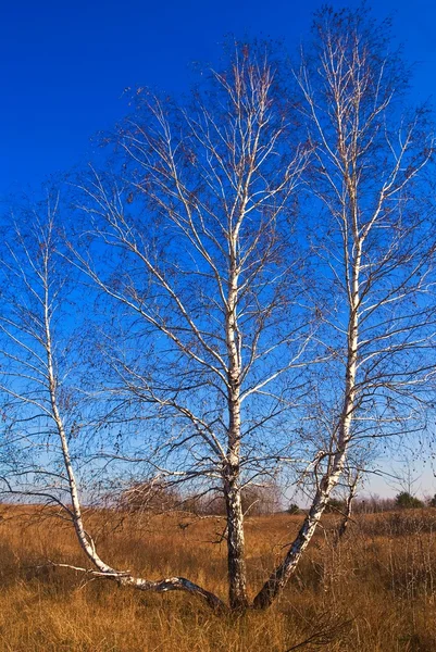 Beautiful birch — Stock Photo, Image
