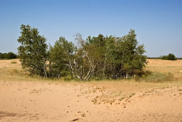 Piccolo boschetto in un deserto — Foto Stock