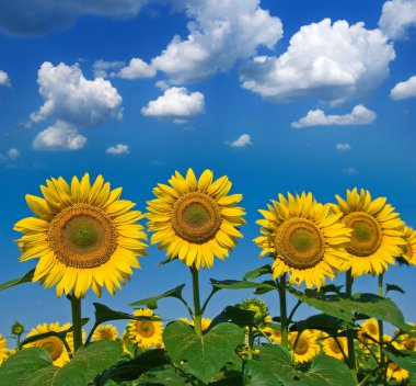 Beautiful sunflowers on a blue sky background clipart