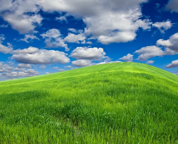 Весенний зеленый холм — стоковое фото