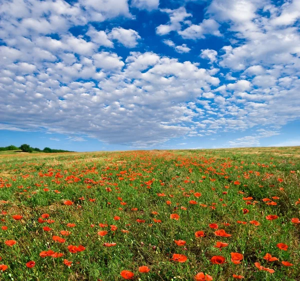 stock image Red poppy field