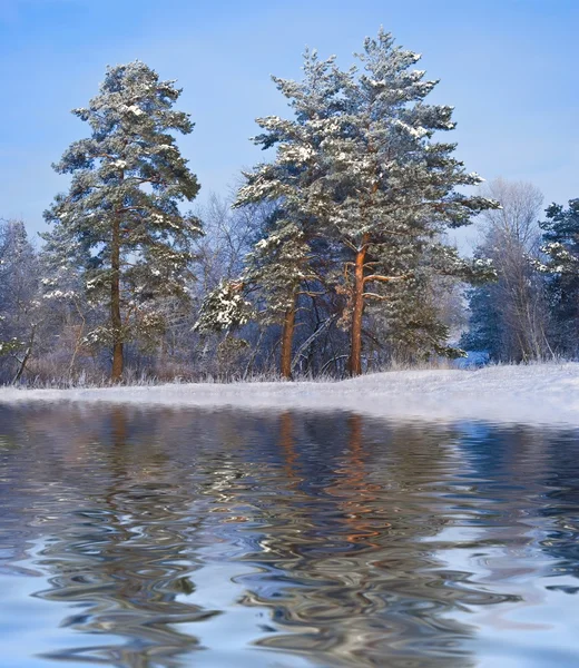 Zima sosnowym lasem odzwierciedlenie w wodzie — Zdjęcie stockowe