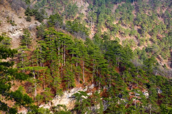 Floresta de pinheiro em uma encosta de montanha — Fotografia de Stock