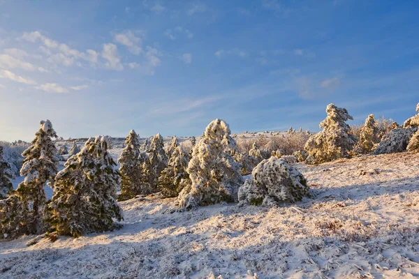 Вечерний снежный лес — стоковое фото