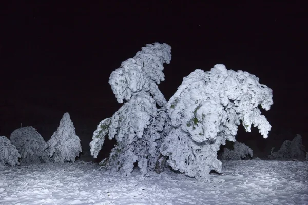 Sosny w śniegu w nocy — Zdjęcie stockowe