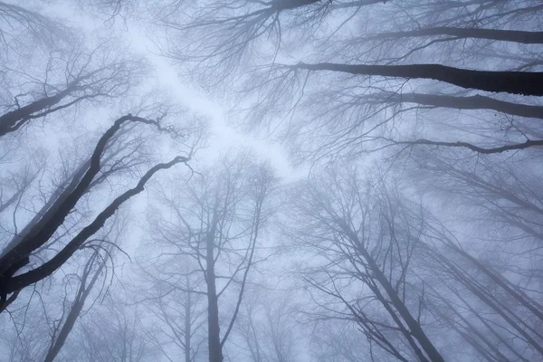 Drzewa wyniesiona wysoko we mgle — Zdjęcie stockowe