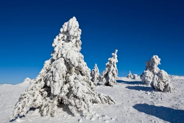 Снежные сосны среди замерзшей равнины — стоковое фото