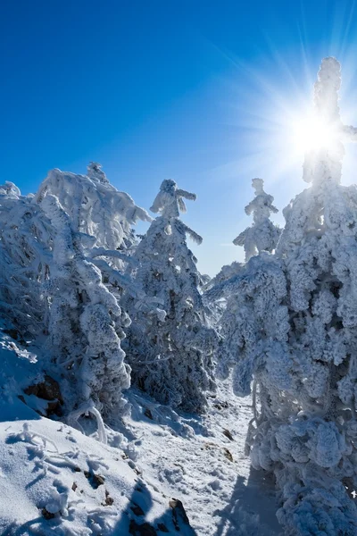 Vintern tallskog av en solig dag — Stockfoto