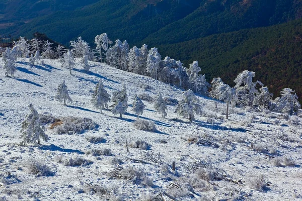 Winter forest on a mountain edge — Stock Photo, Image