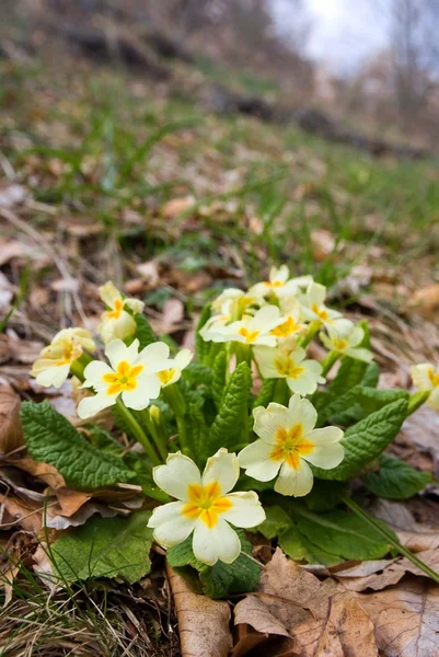 Beautiful spring flowers — Stock Photo, Image