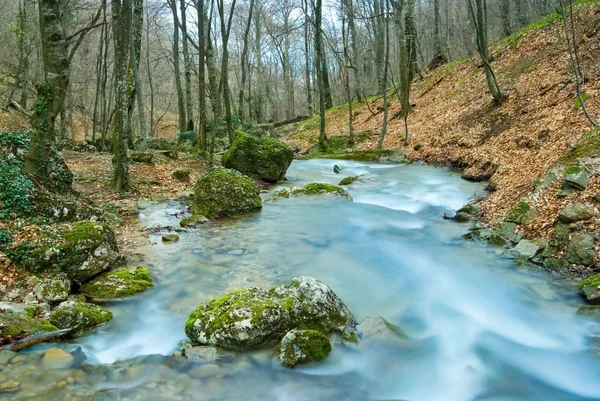 Река в весеннем лесу — стоковое фото