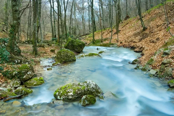 Rivière dans une forêt printanière — Photo