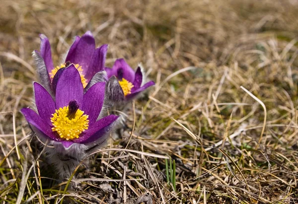 Frumoase flori de stepă de primăvară — Fotografie, imagine de stoc