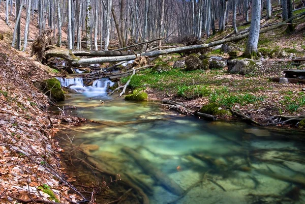 Смарагд річці посеред лісу — стокове фото