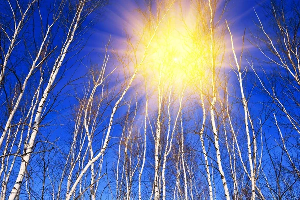 Güneş ışınlarının varillerde huş — Stok fotoğraf