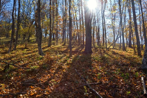 Лес в лучах солнца — стоковое фото