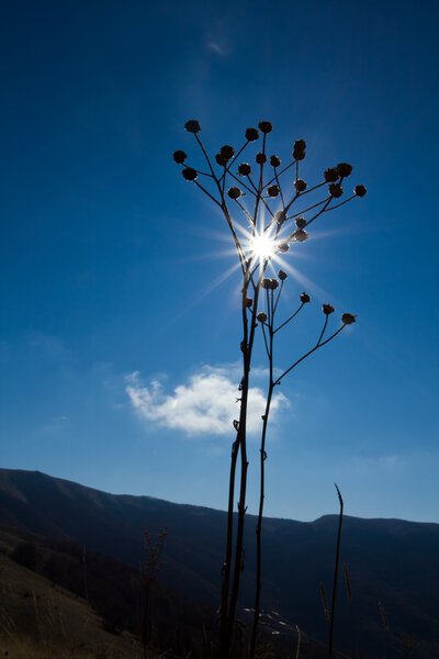 Bush silhouette in a rays of sparkle sun
