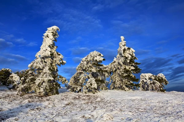 Снежный сосновый лес — стоковое фото