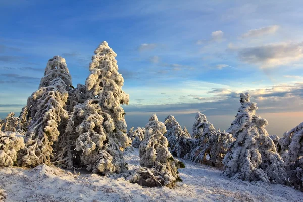 Зимовий ліс landsape — стокове фото